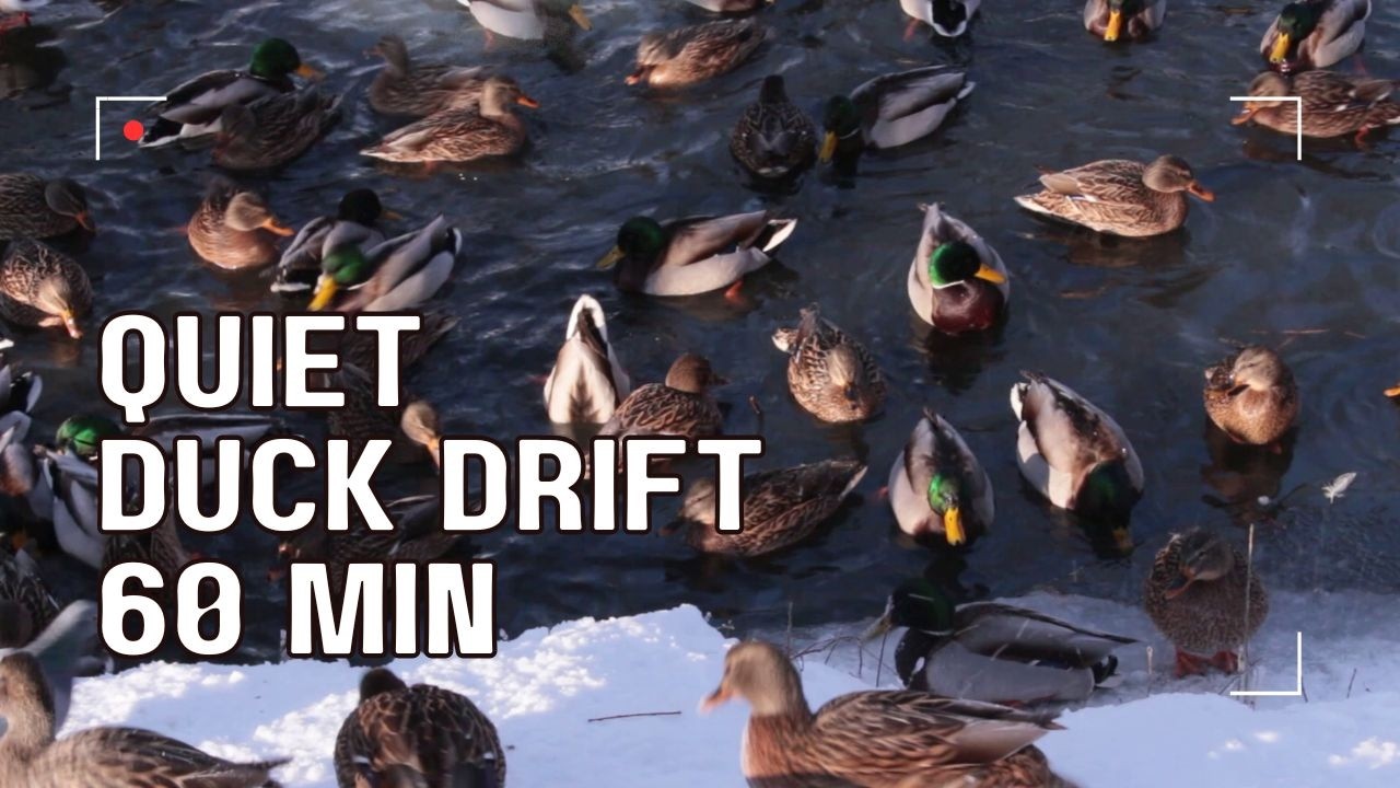 Quiet Duck Drift | 60 Minutes of Winter Lake Sounds | Nature Relax Space