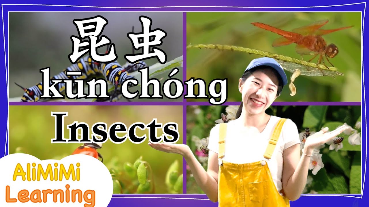 学中文 | Learn about Insects in Mandarin Chinese | 昆虫 | 教育