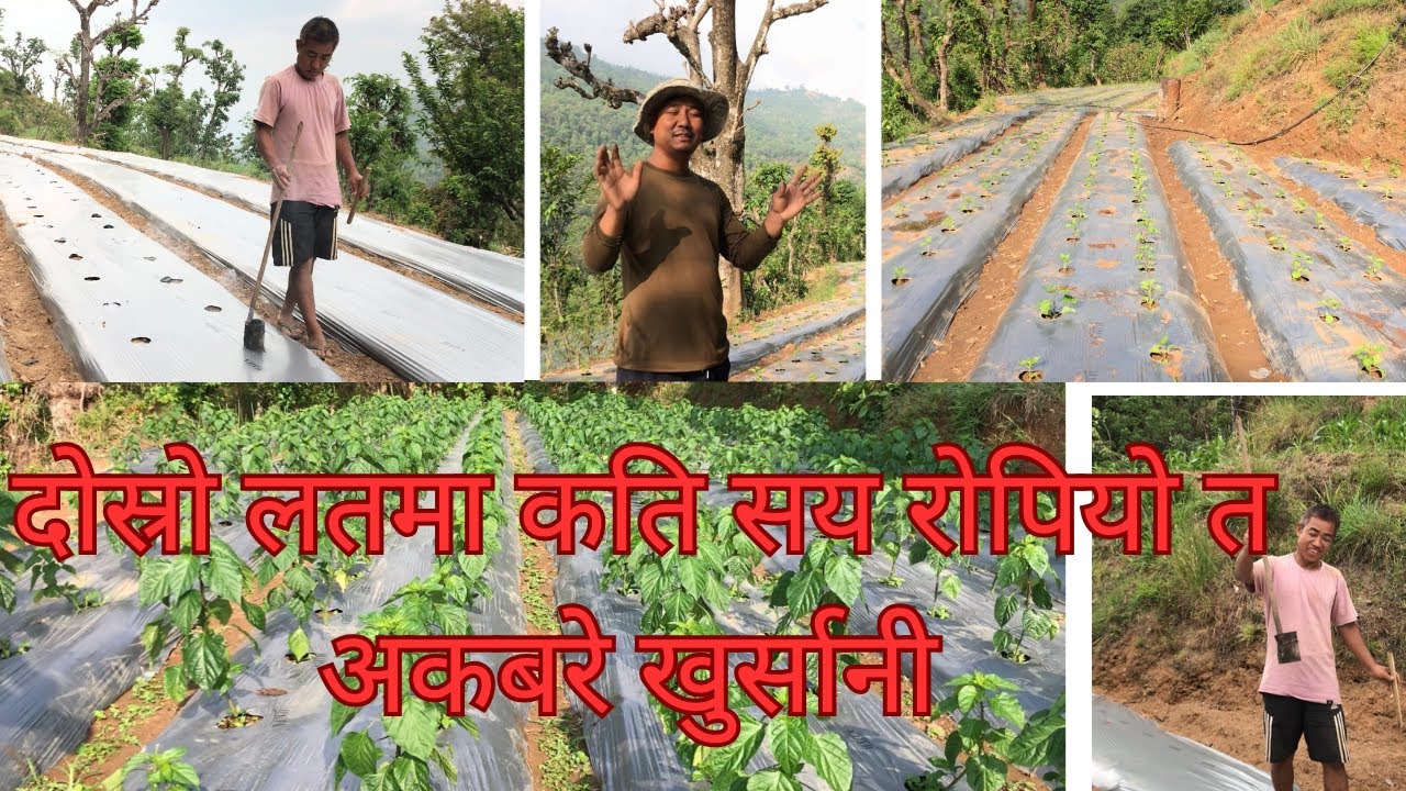 दोस्रो लतमा कति रोपियो त अकबरे खुर्सानी? खुर्सानी रोप्नको लागि  मल्चिङ पलाष्टिकमा प्वाल कसरी पार्ने?