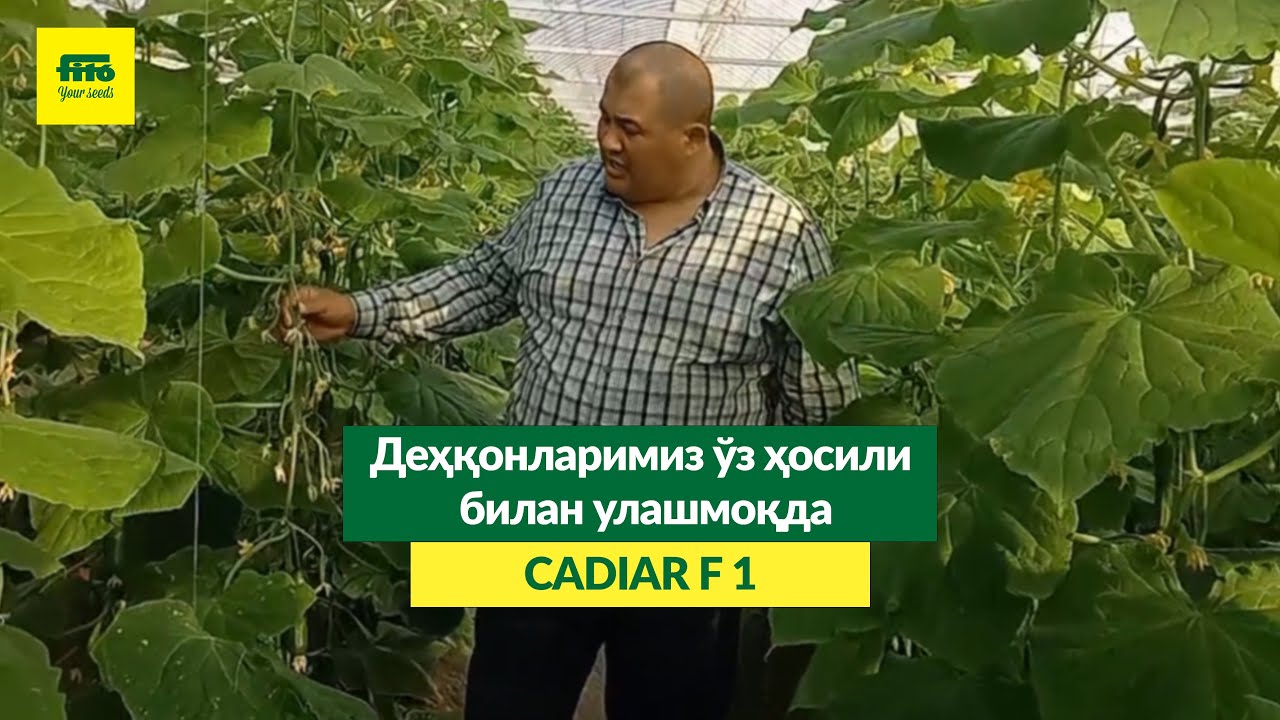 🥒 CADIAR F1 бодринг дурагайи