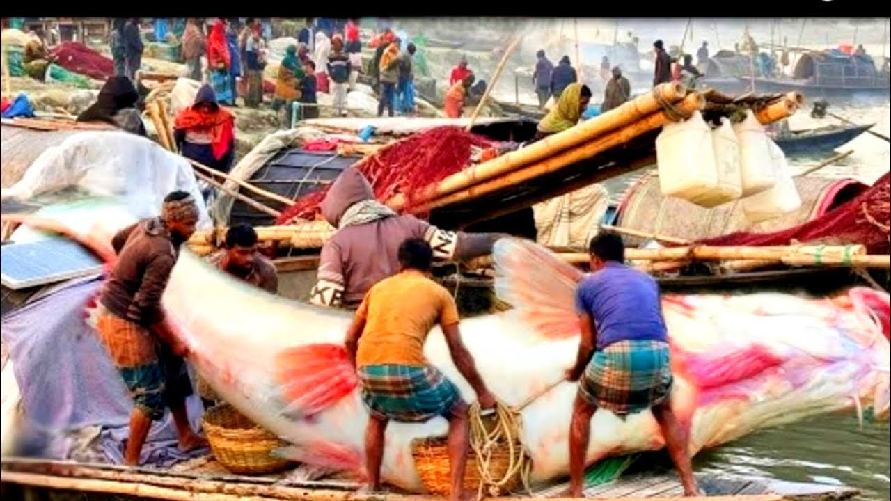মেঘুলা বাজার মাছের আড়ৎ! ভোর হতেই নিলামের ডাকে জমে উঠলো বাজার 🎣🔥