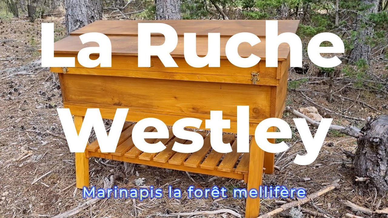 La ruche Westley elle est musclée !