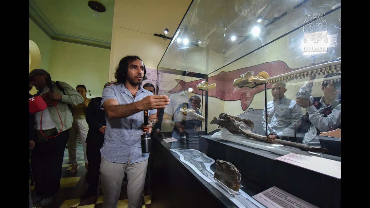 🔴#UNMSM Cráneo delfín prehistórico descubierto por paleontólogos sanmarquinos se presentó al mundo