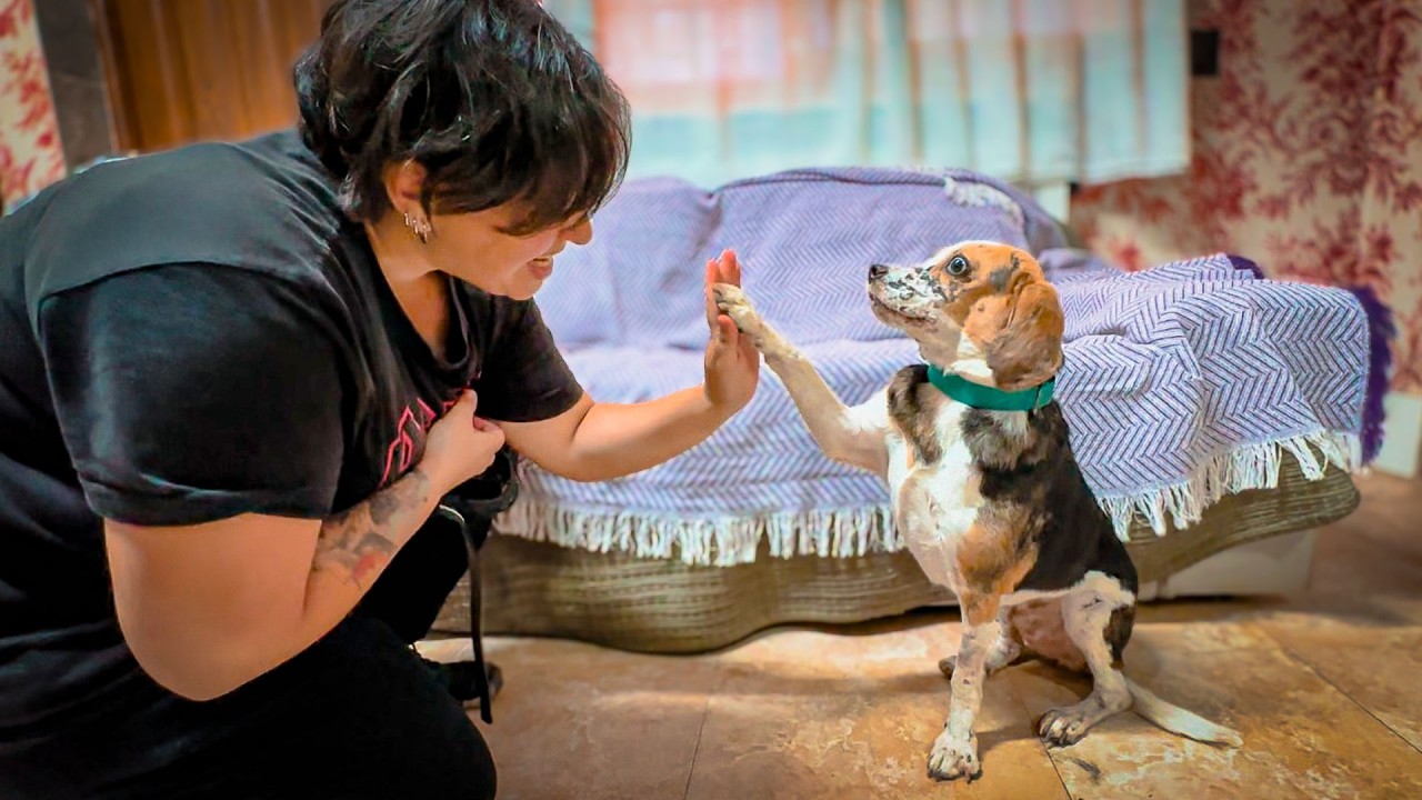 Ay&uacute;dame a encontrar un nuevo hogar para Benji