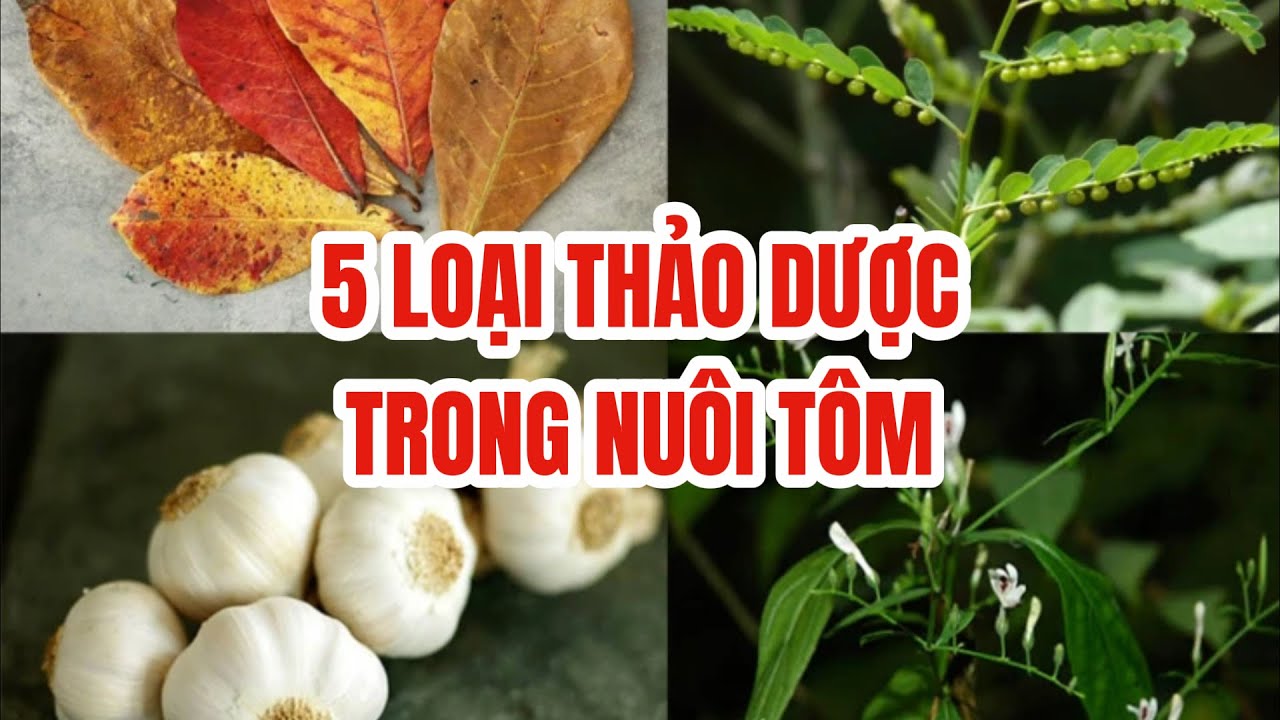 5 loại THẢO DƯỢC trong nuôi tôm, men vi sinh Hải Duyên Bio
