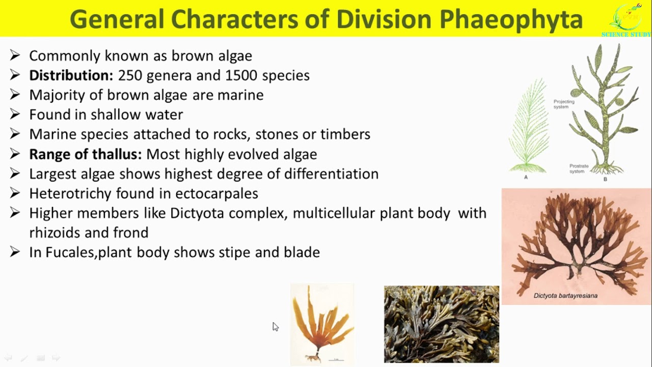 Phaeophyta Algae General Characters/Range of thallus/Reproduction/Life Cycle of brown Algae