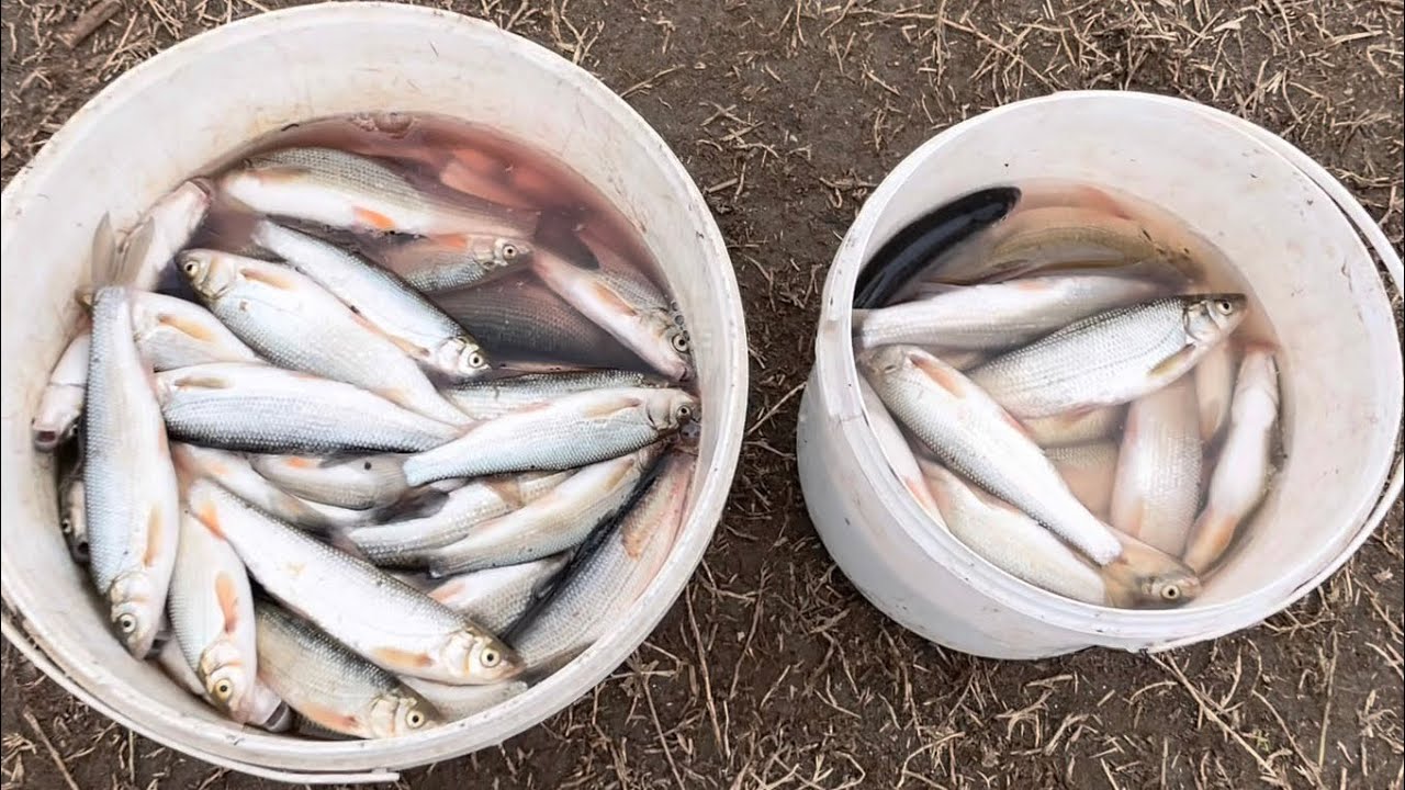 ტობზე თევზაობა სამეგრელოში მდინარე ხობისწყალზე