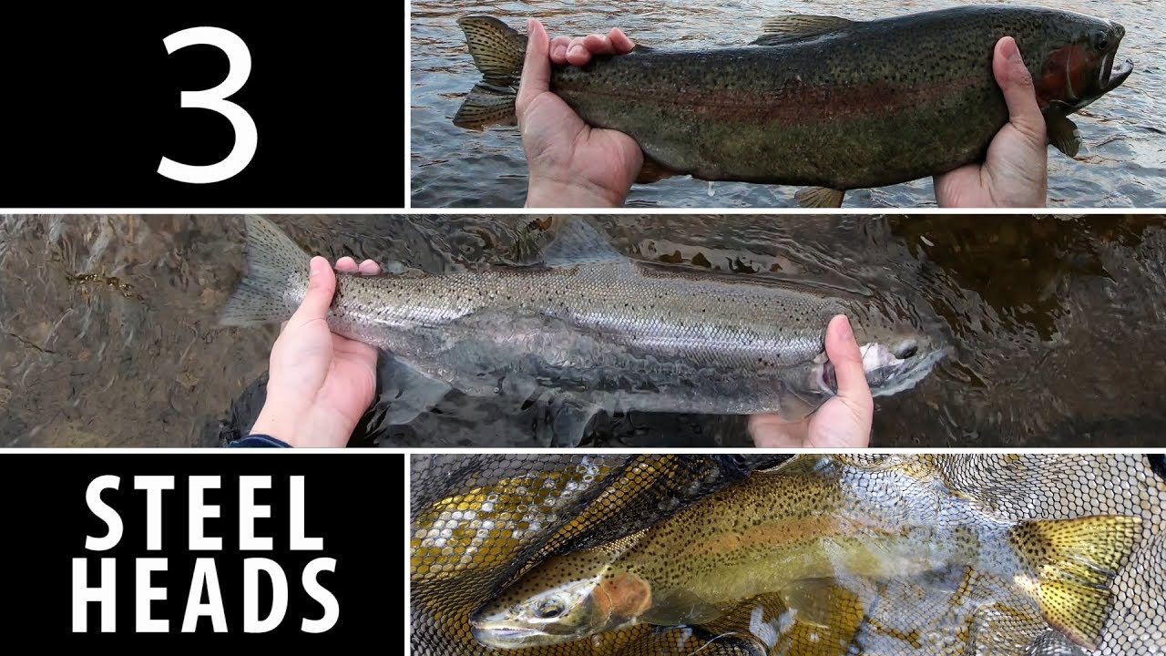 3 Steelheads to Start the Day - Wisconsin Great Lakes Steelhead Fishing 2019