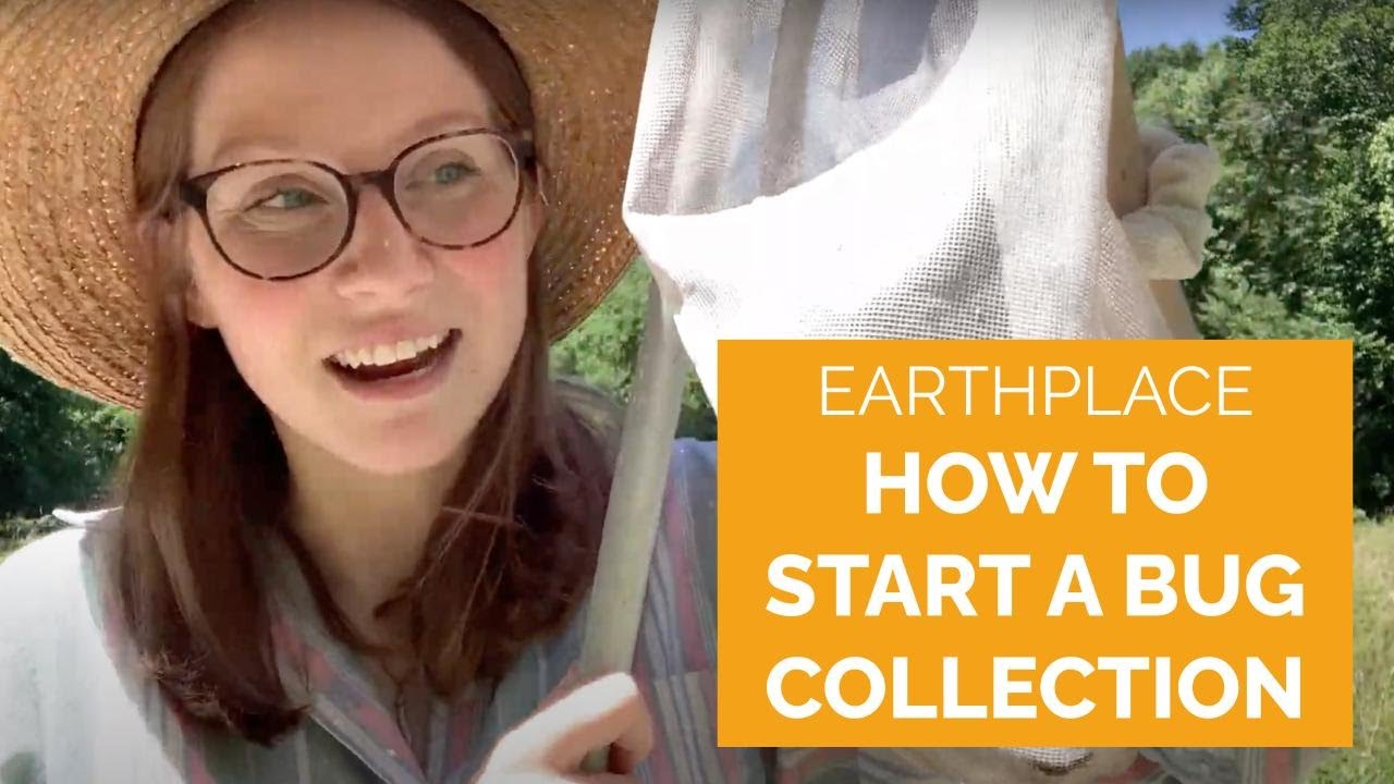 How to Start a Bug Collection