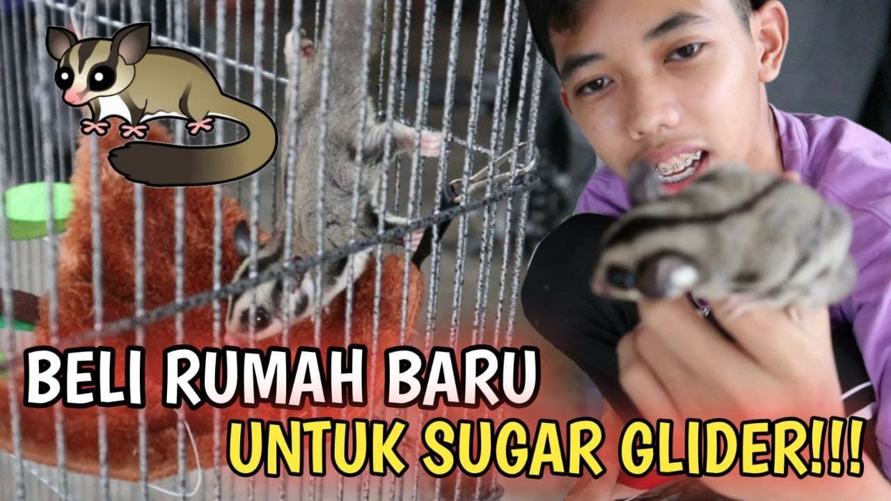 RUMAH BARU UNTUK SUGAR GLIDER, COMEL! | Aniq Samad