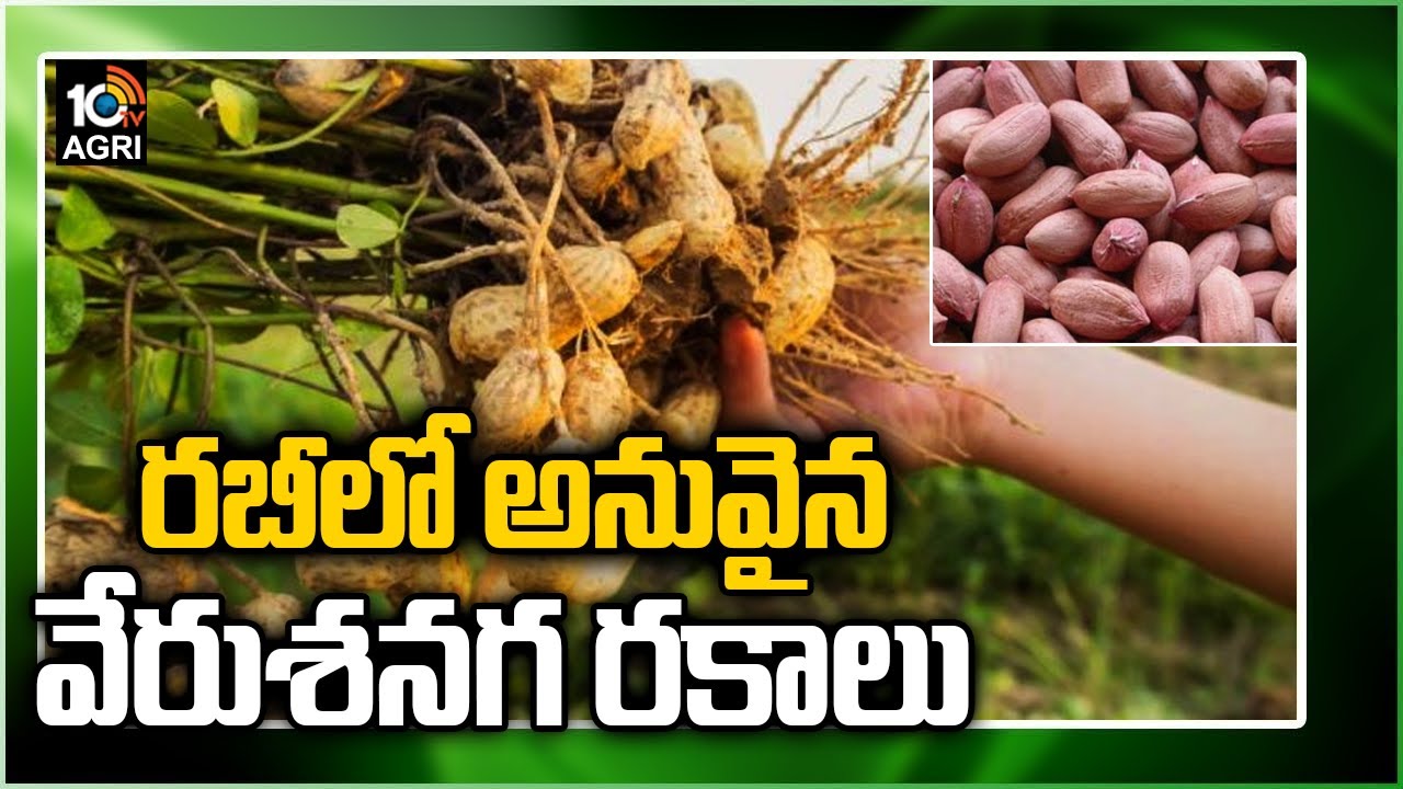 రబీలో అనువైన వేరుశనగ రకాలు | Suitable Peanut Varieties in Rabi Season | Matti Manishi | 10TV News