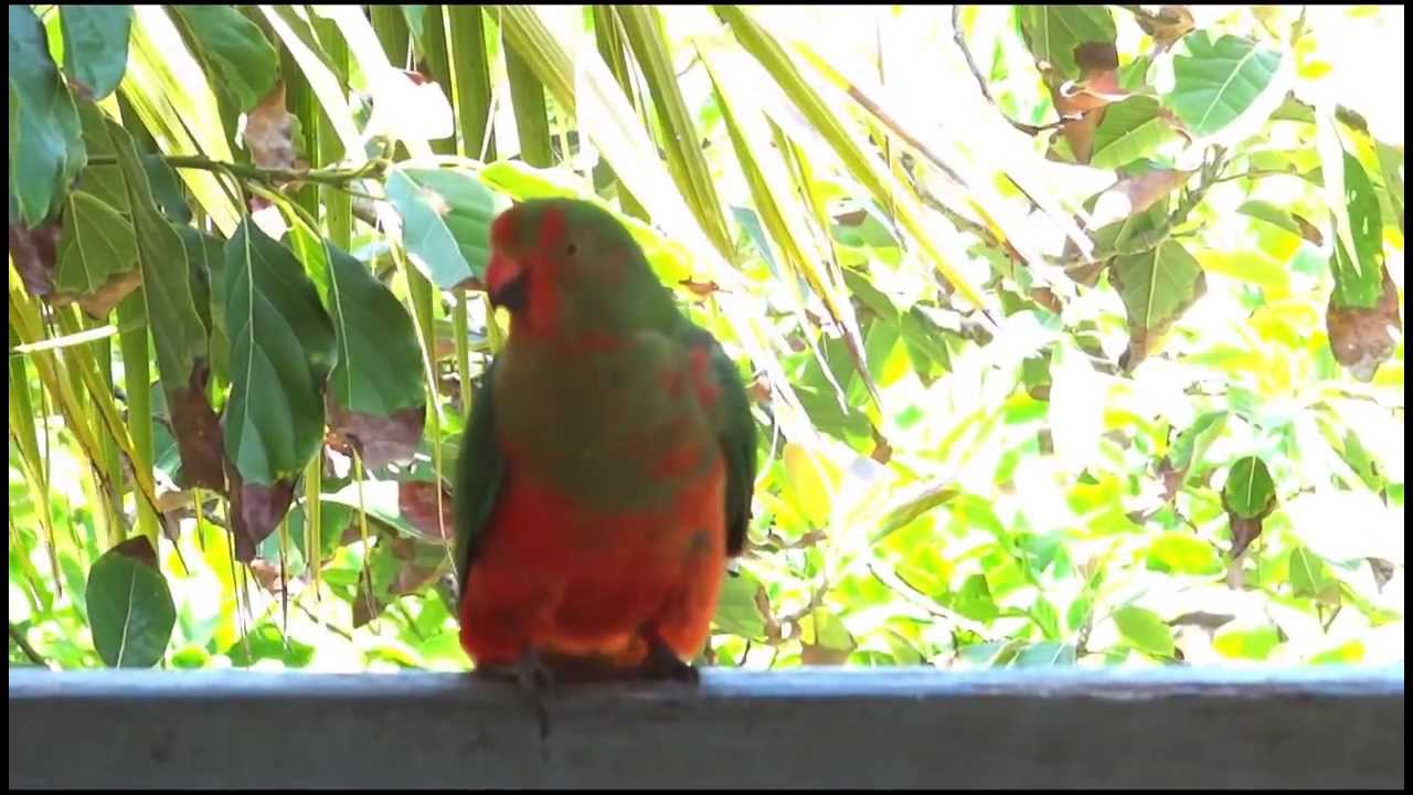 Australian King Parrot Juvenile male Singing practice 青年ｵｽのｷﾝｼｮｳｼﾞｮｳｲﾝｺ 歌の練習