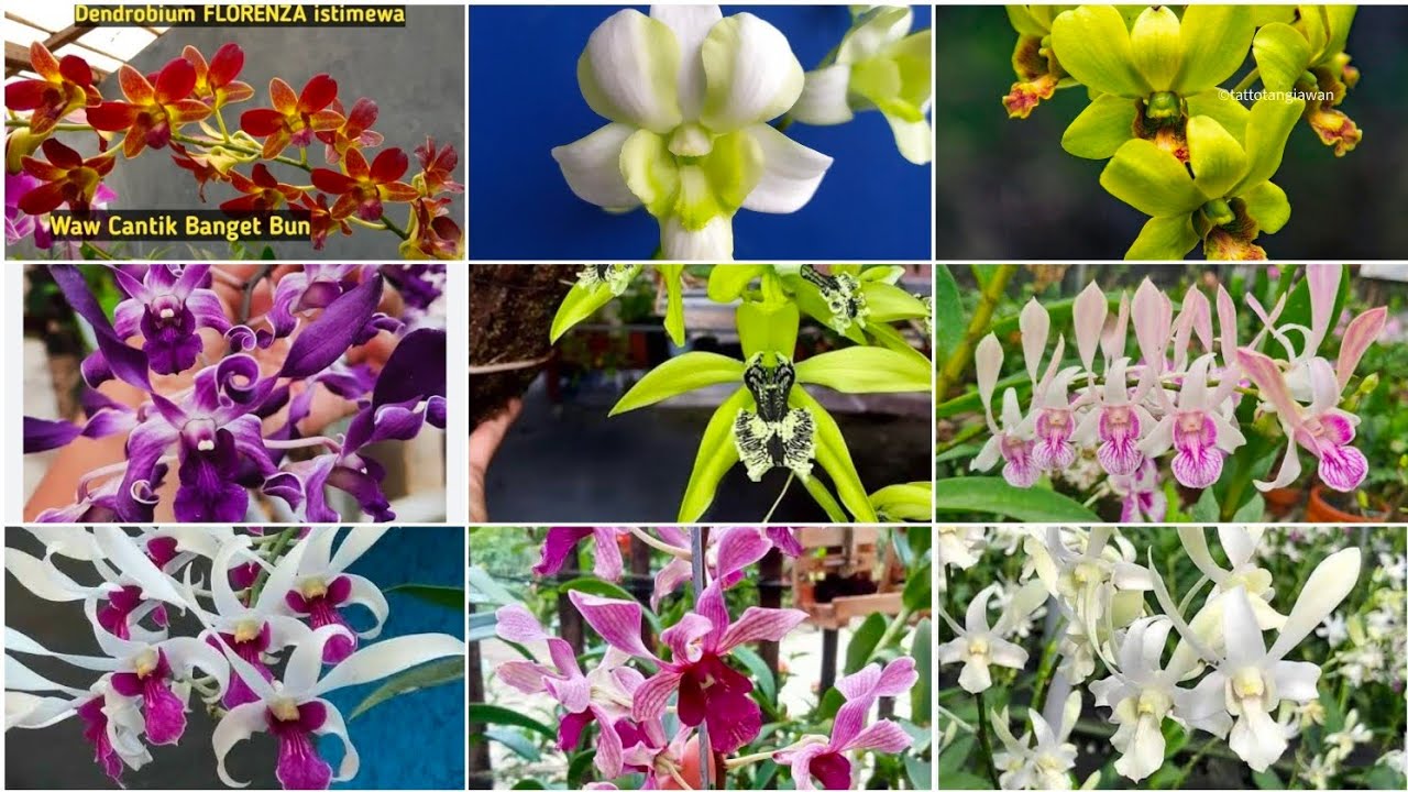 Flash sale anggrek koleksi hanya  20 ribuan