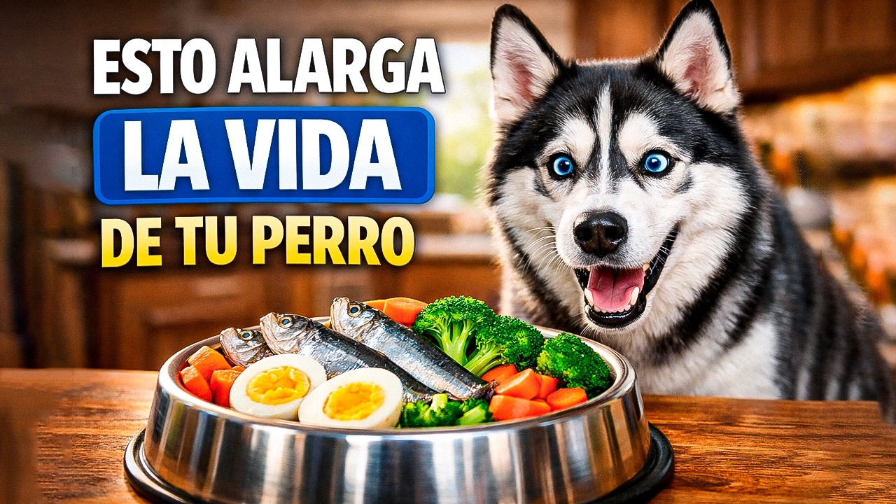 7 Alimentos Que Tu Perro NECESITA Para Vivir Más (veterinarios confirman)