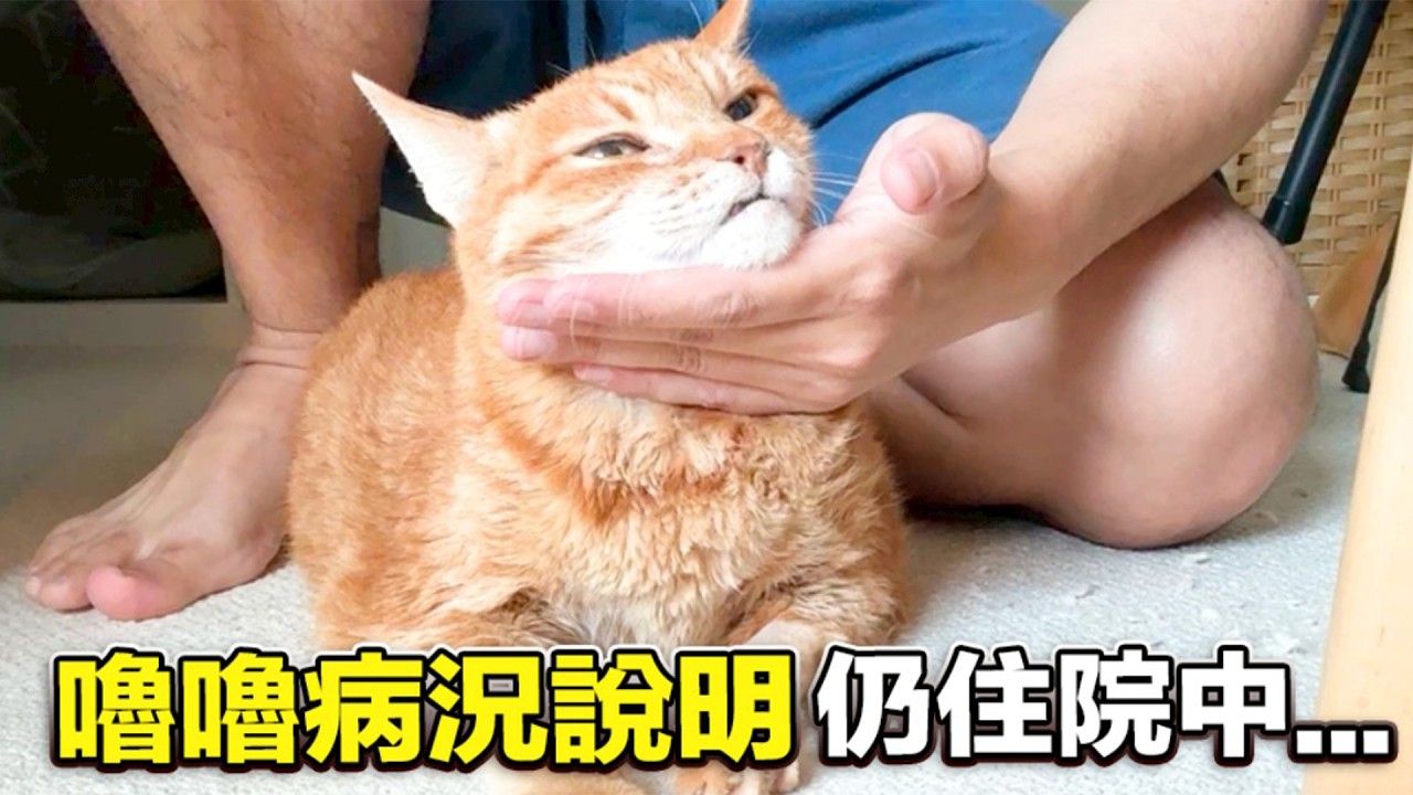 【嚕嚕病況說明！仍住院中…】志銘與狸貓