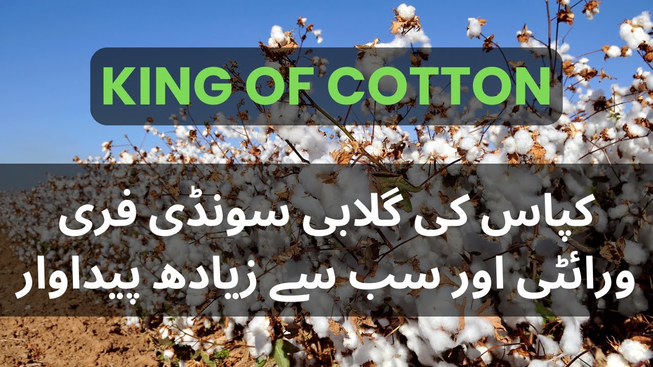 Cotton variety | High yield cotton seed | Pink bollworm free cotton variety | King of cotton