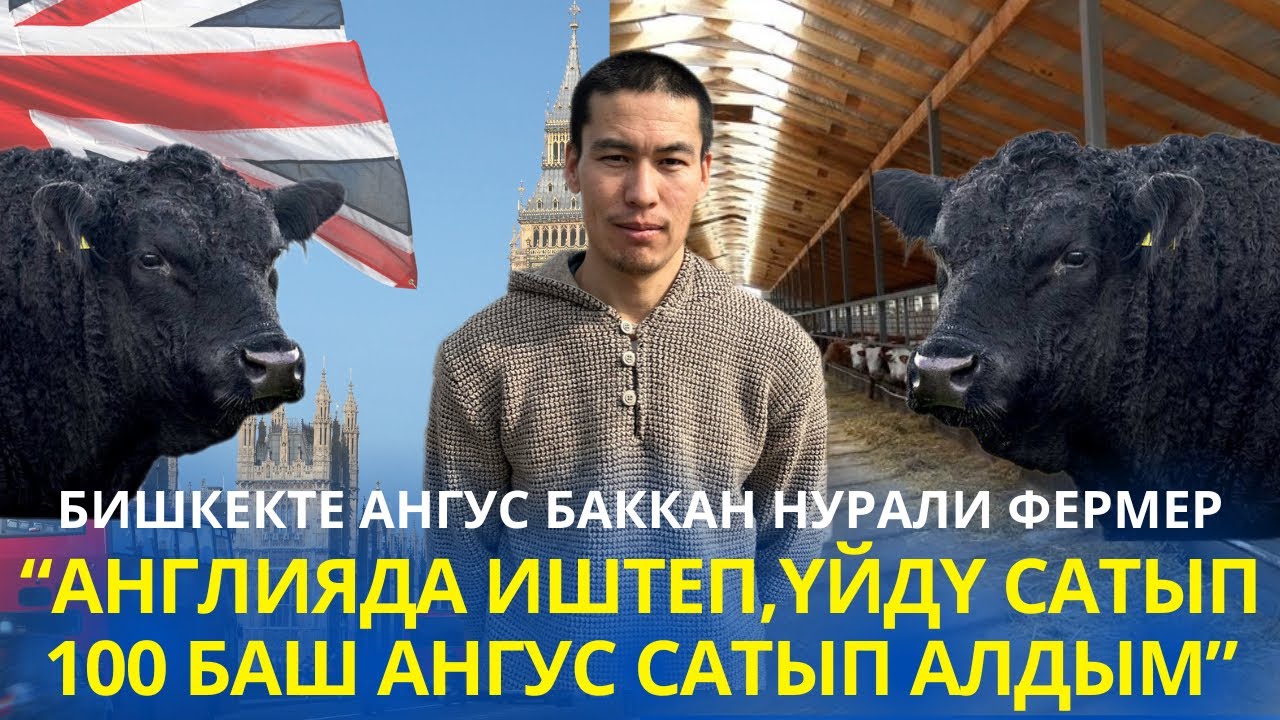 80 баш Ангусту жалгыз багып,андан сырткары базарда эмгектенген-Нурали фермер