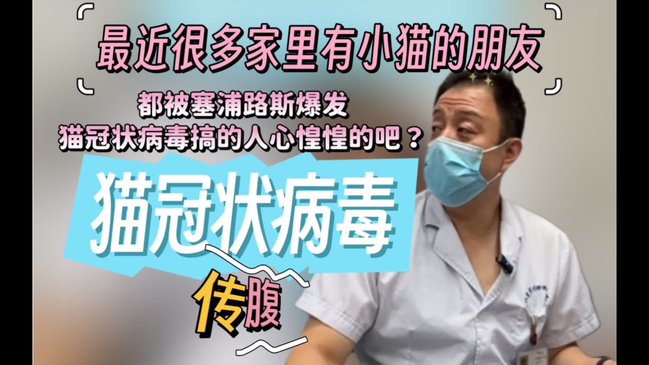 塞浦路斯猫岛爆发猫冠状病毒？传腹？！猫瘟！？上干货！