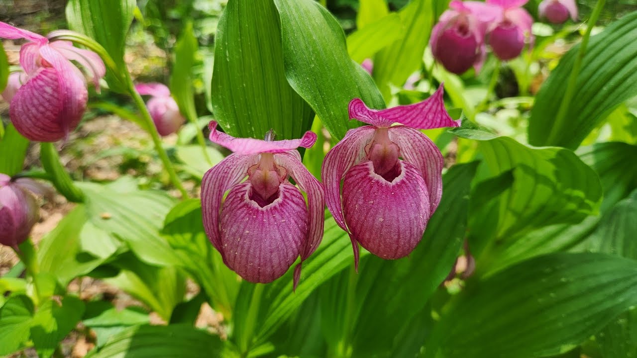 복주머니난 5 (Korean Lady's Slipper 5)
