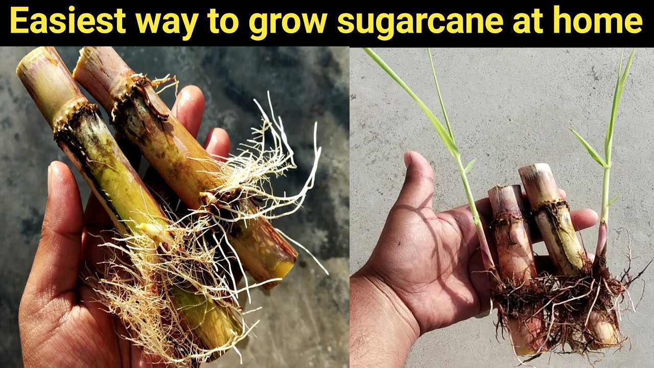 Easiest way to grow sugarcane at home/sugarcane grow in water/ganne ko ugane ka asan treeka