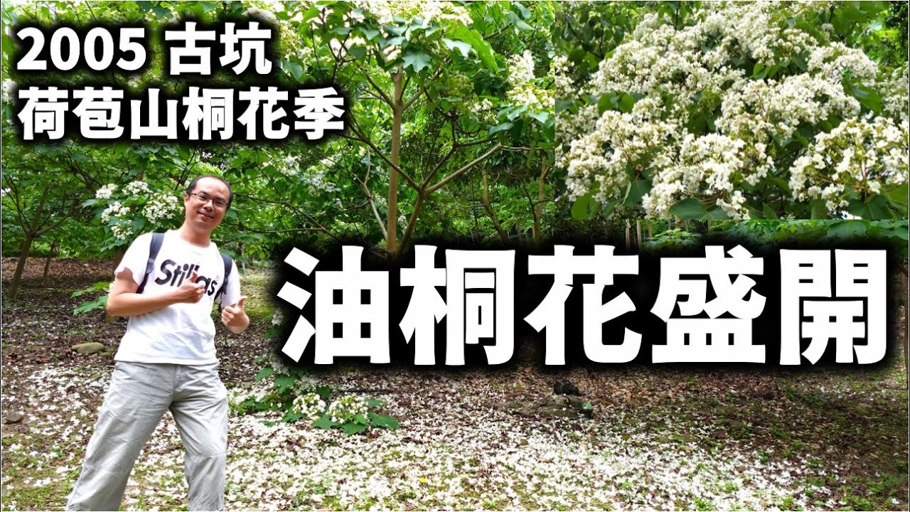 2025雲林古坑【荷苞山油桐花公園】油桐花季開鑼了！五月雪白景色盛開的油桐花步道，適合全家大小健行賞花的好去處！2025最新花況報你知！