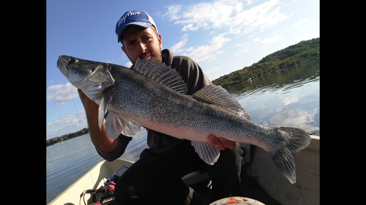 Muvanje smudja na Gruzanskom jezeru \ Zander fishing  at Gruza lake
