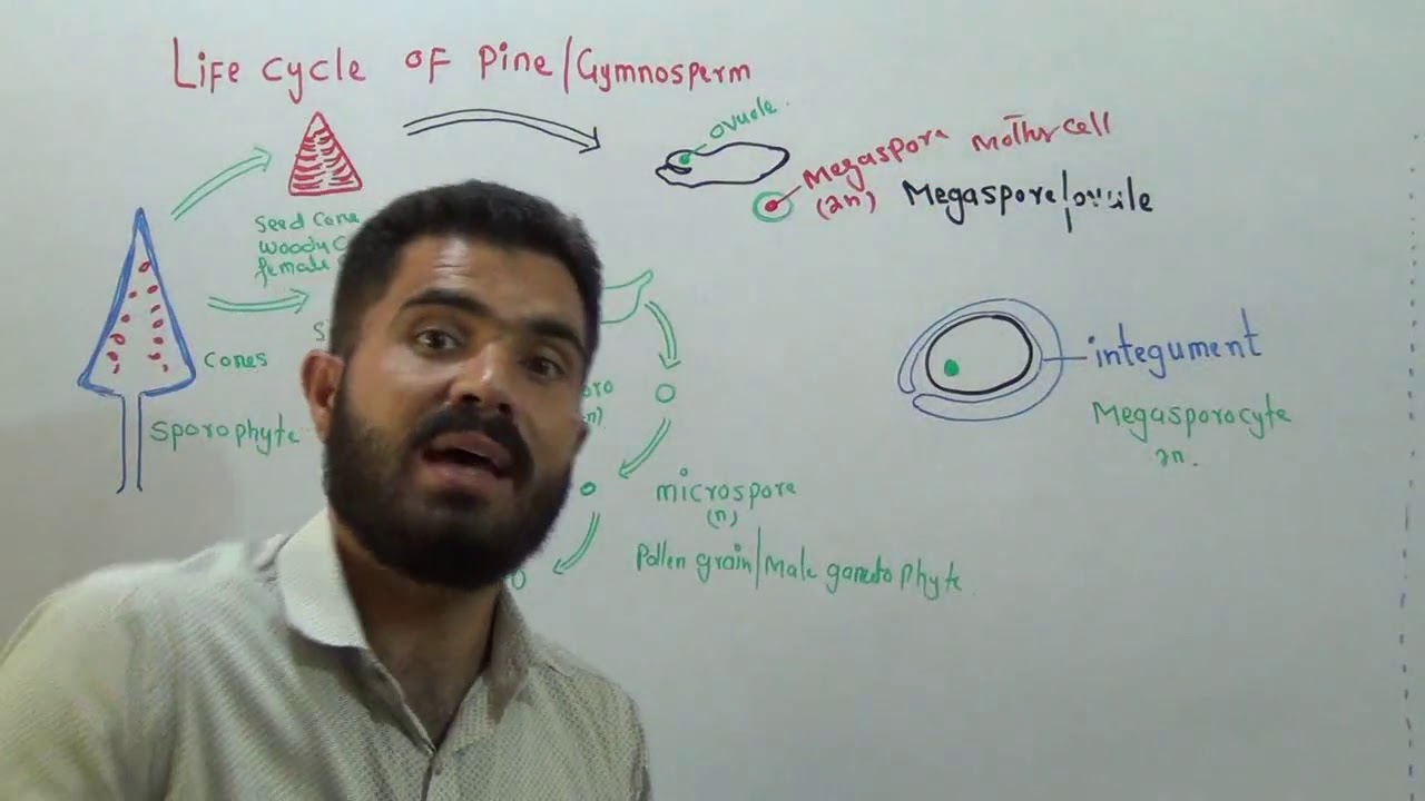 L-8 Life Cycle of Pine GymnoSperm