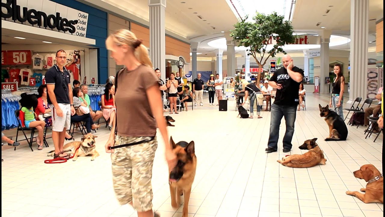 TEASER VIDEO of Beyond The Leash K9 training demonstration at local mall