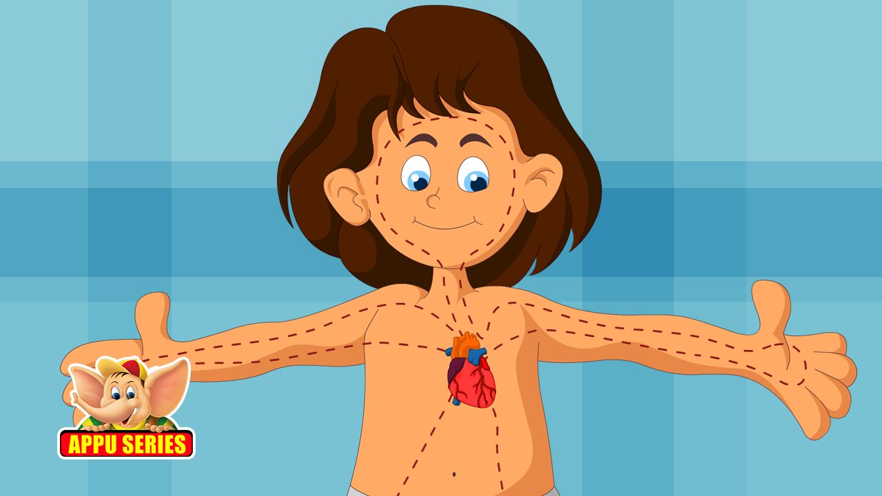 Learn Human Body - Digestive System
