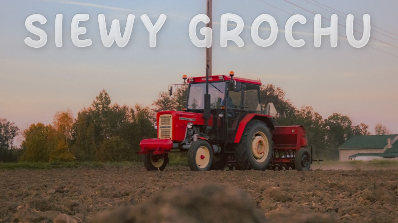 Uprawa i Siew Grochu ozimego🚜🔥 Ursus c-360 i Poznaniak🌾Lubuskie
