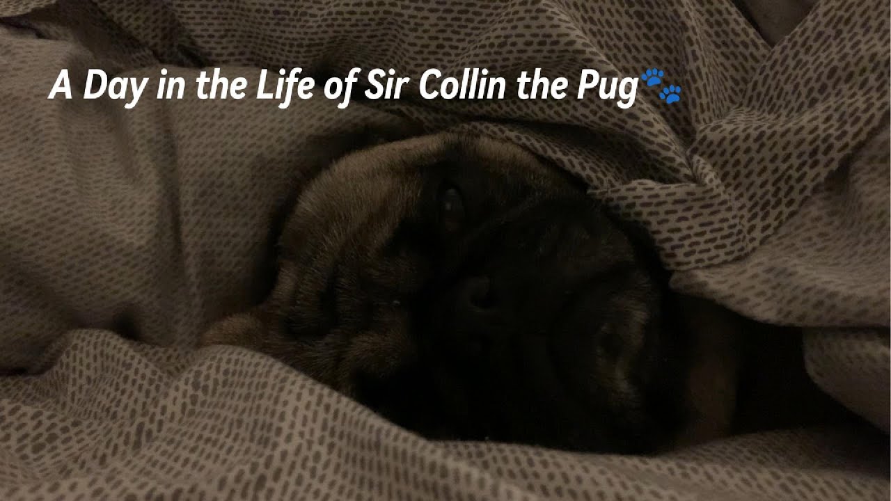 A Day in the Life of Sir Collin the Pug🐾
