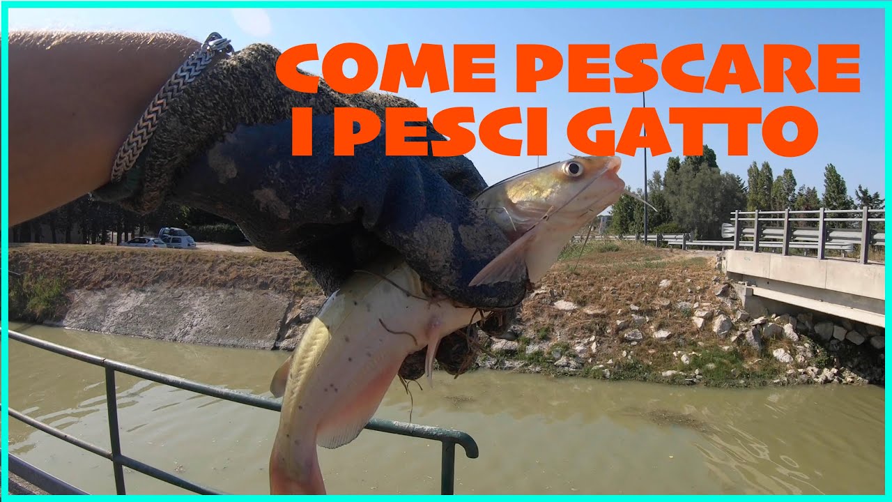 Come PESCARE il PESCE GATTO! Consigli e tecniche !
