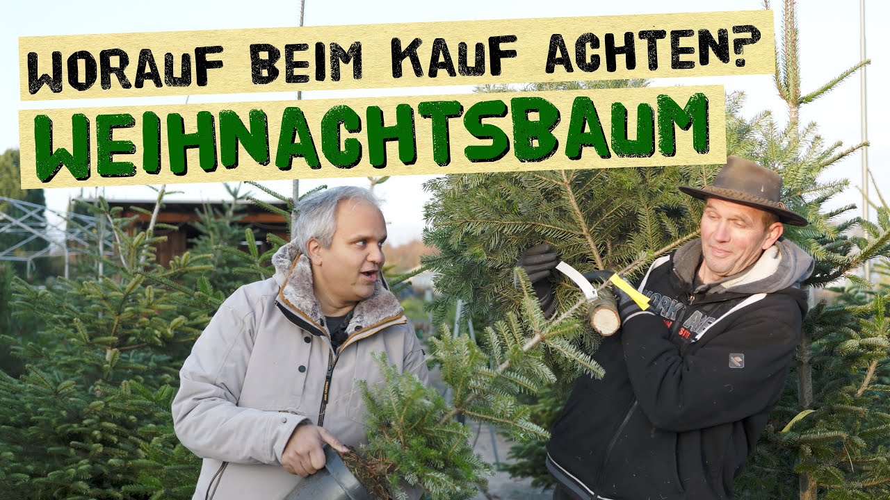 So bleibt der Weihnachtsbaum wochenlang frisch ohne Nadeln zu verlieren! Frischen Baum erkennen.