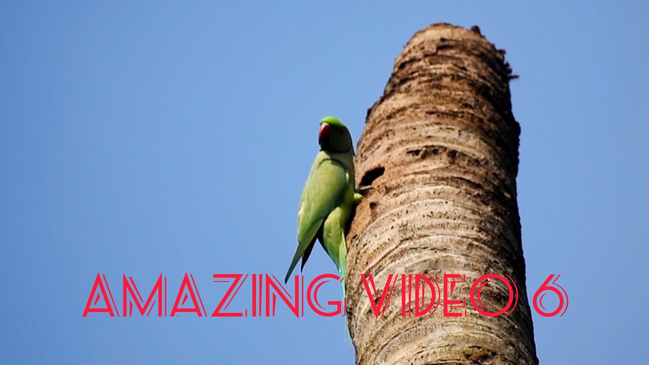 Amazing video 6
