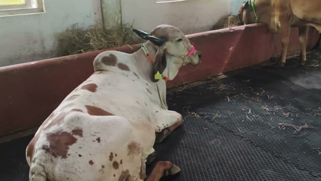 Pure gir cows sale tamilnadu 9443077041