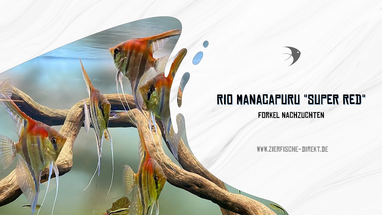 Rotrückenskalare Forkellinie Rio Manacapuru 