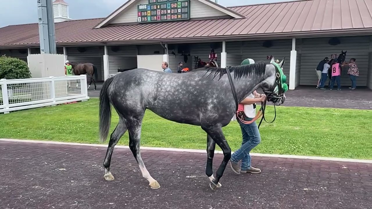 Race  horse walking in paddock in slow motion