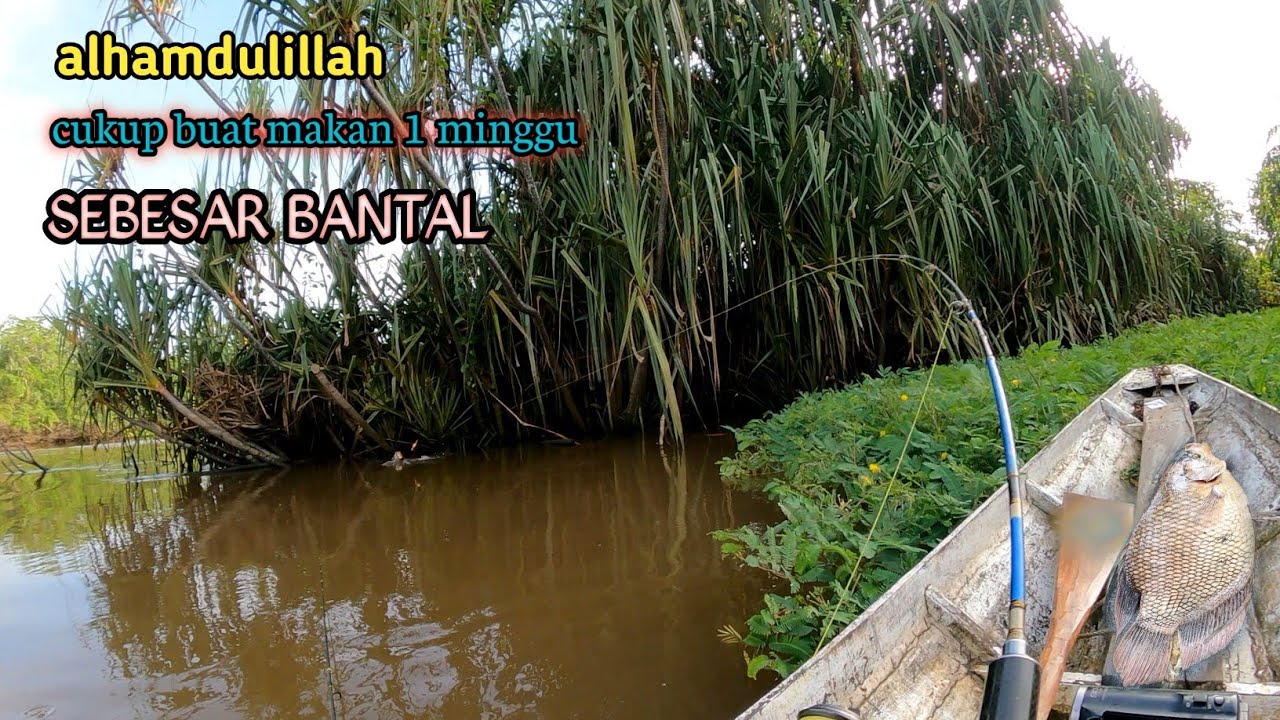 Mancing ikan gurame babon sebesar bantal sungai hutan pedalaman
