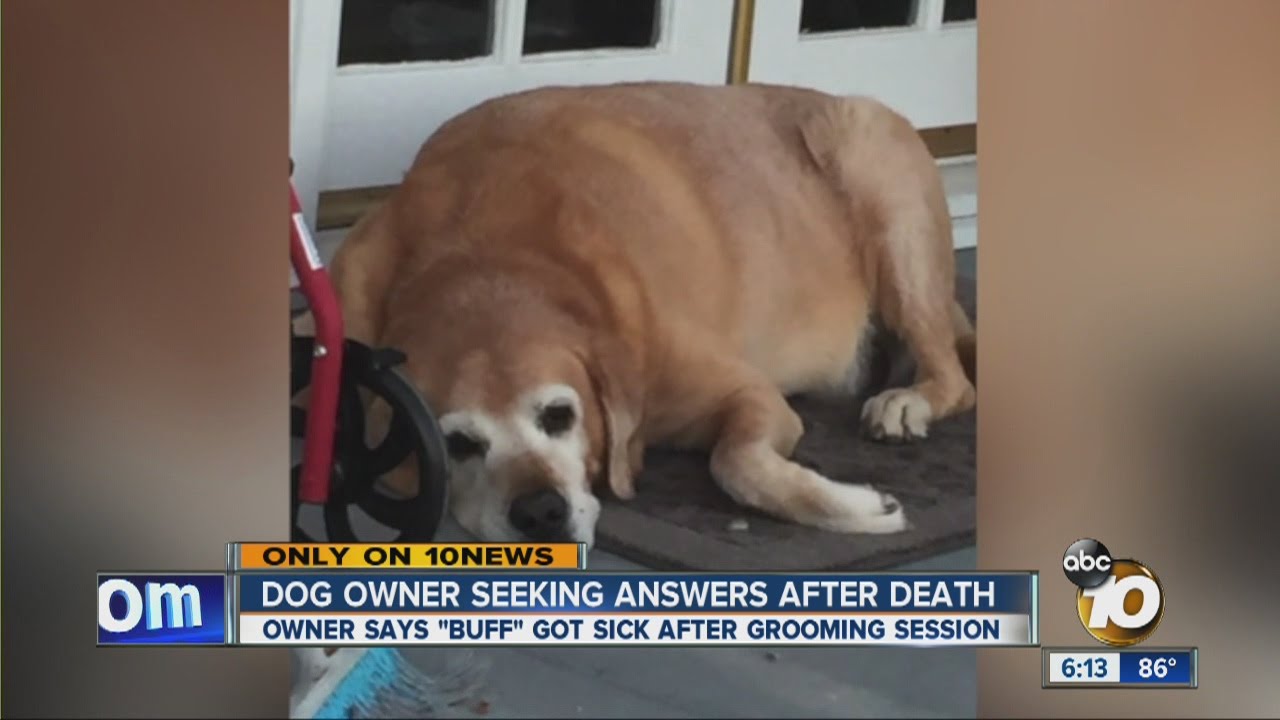 Owner says dog died after grooming session