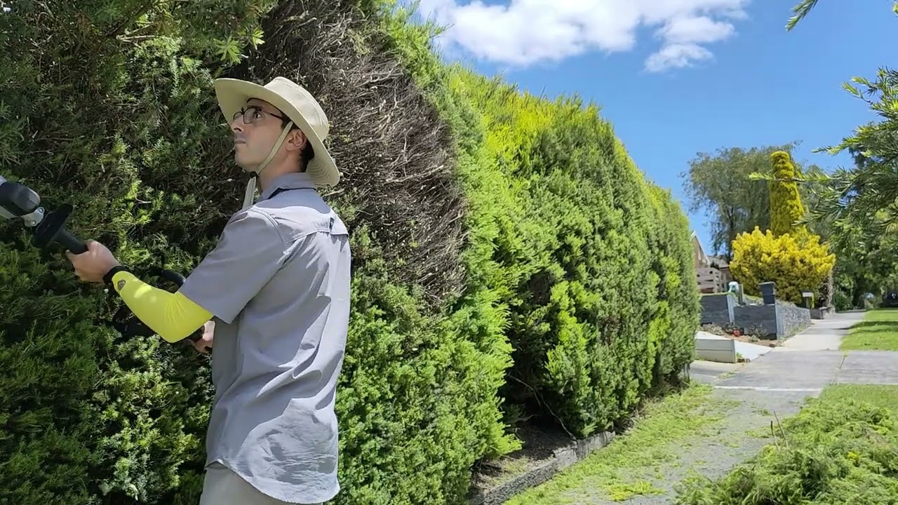 Overgrown hedge blocking the path, time for a tidy up!