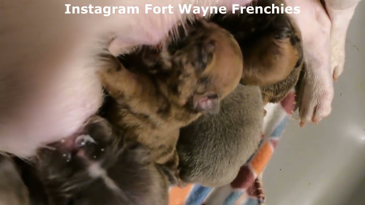 365 ENT KENNEL CONTACT 260-704-4006 FOR PUPPIES WE DO NOT SHIP WE DO NOT TAKE ELECTRONIC PAYMENTS