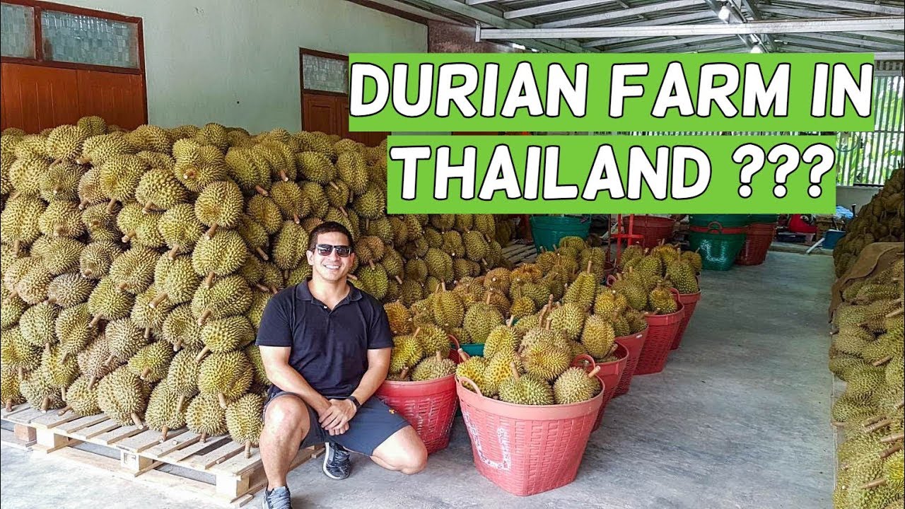 VISITING A DURIAN FARM IN THAILAND! [VLOG]