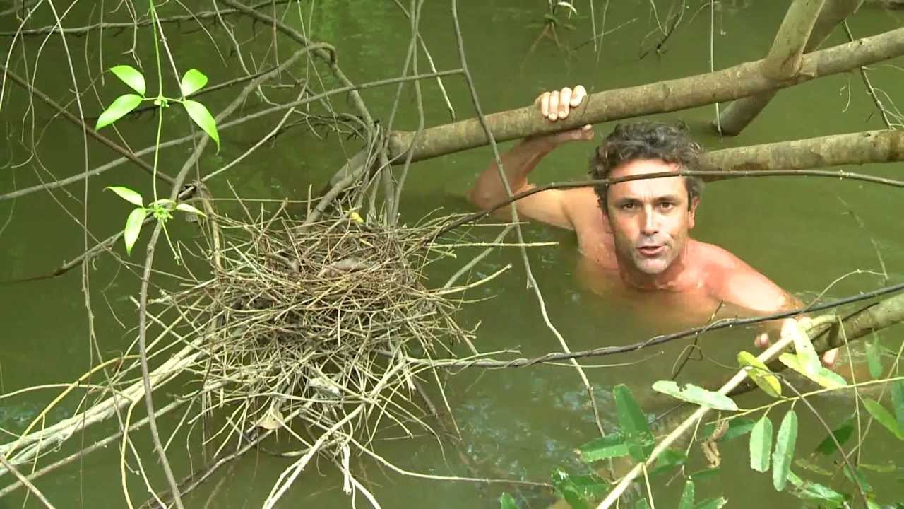 Birds of Peru and the Inkaterra Lodges