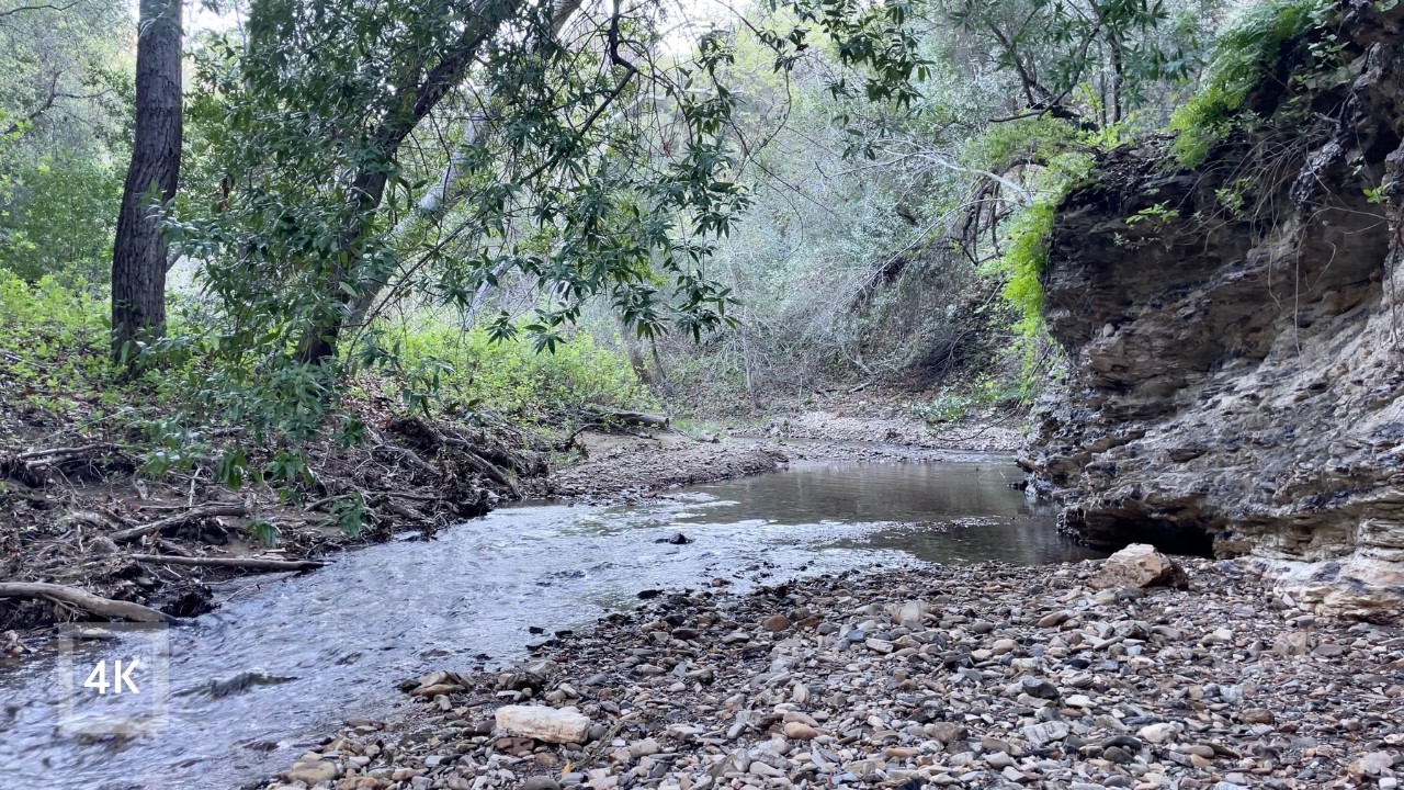 Flowing Creek Sounds | Wind in Trees | 4K