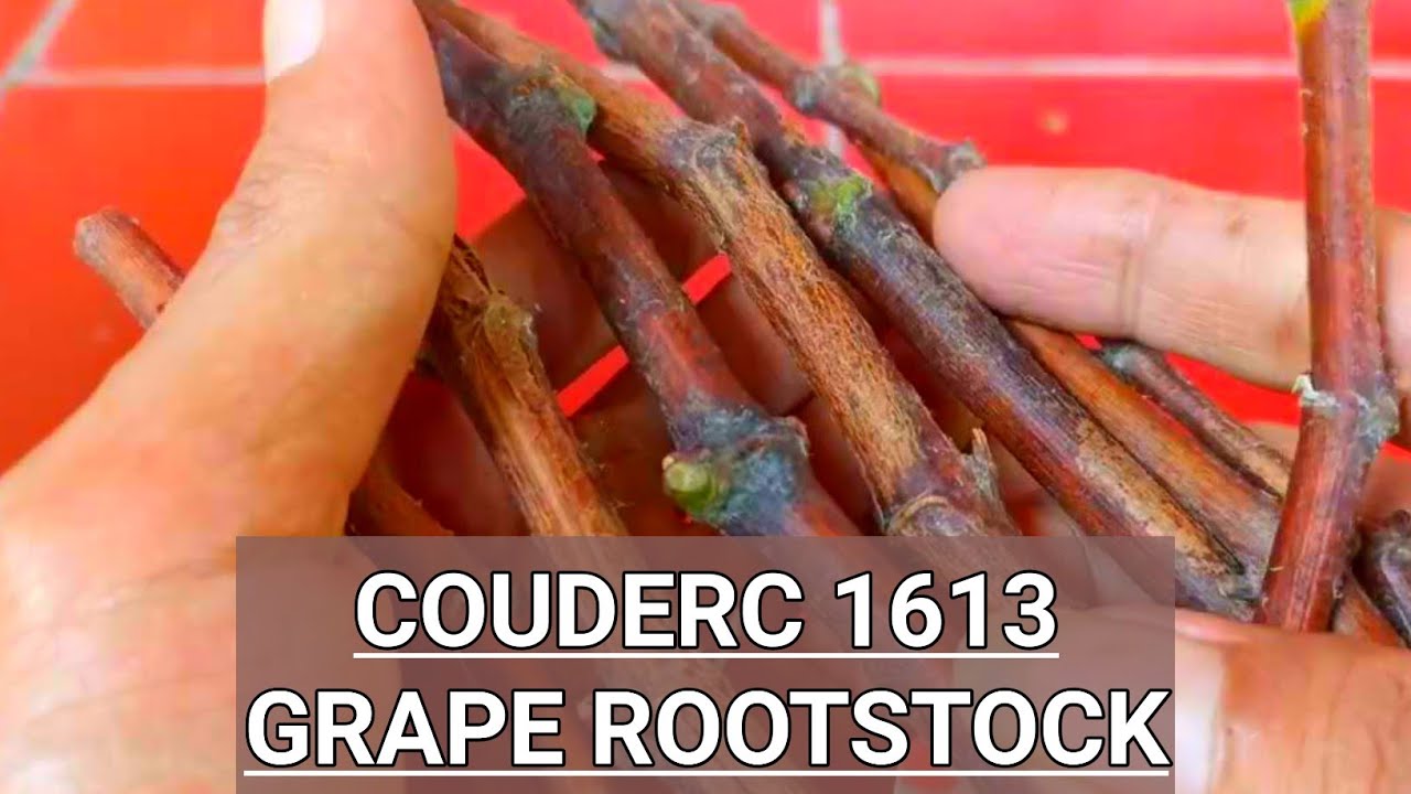 Couderc 1613 Rootstock Terbaik Thailand - Cara Semai Cutting Anggur Import ANTI GAGAL