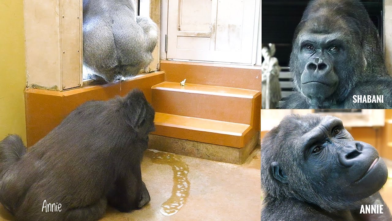 Глупышка Энни любит папу. Гориллы в группе Шабани