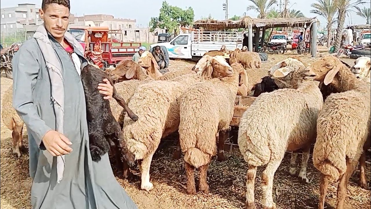 اسعار الغنم الوالده والعشر واللحم في سوق ابو هواش تبع المحموديه بحيره