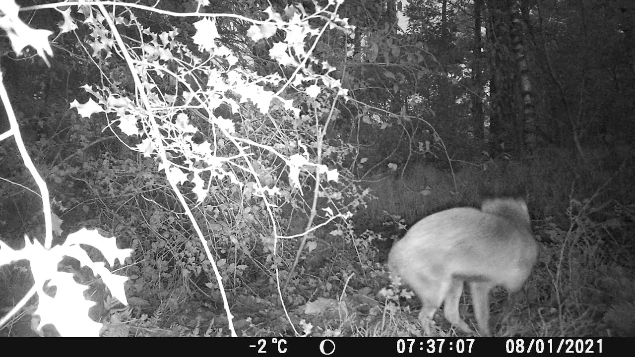 Semi Rural Wildlife ep1 07.01.2021