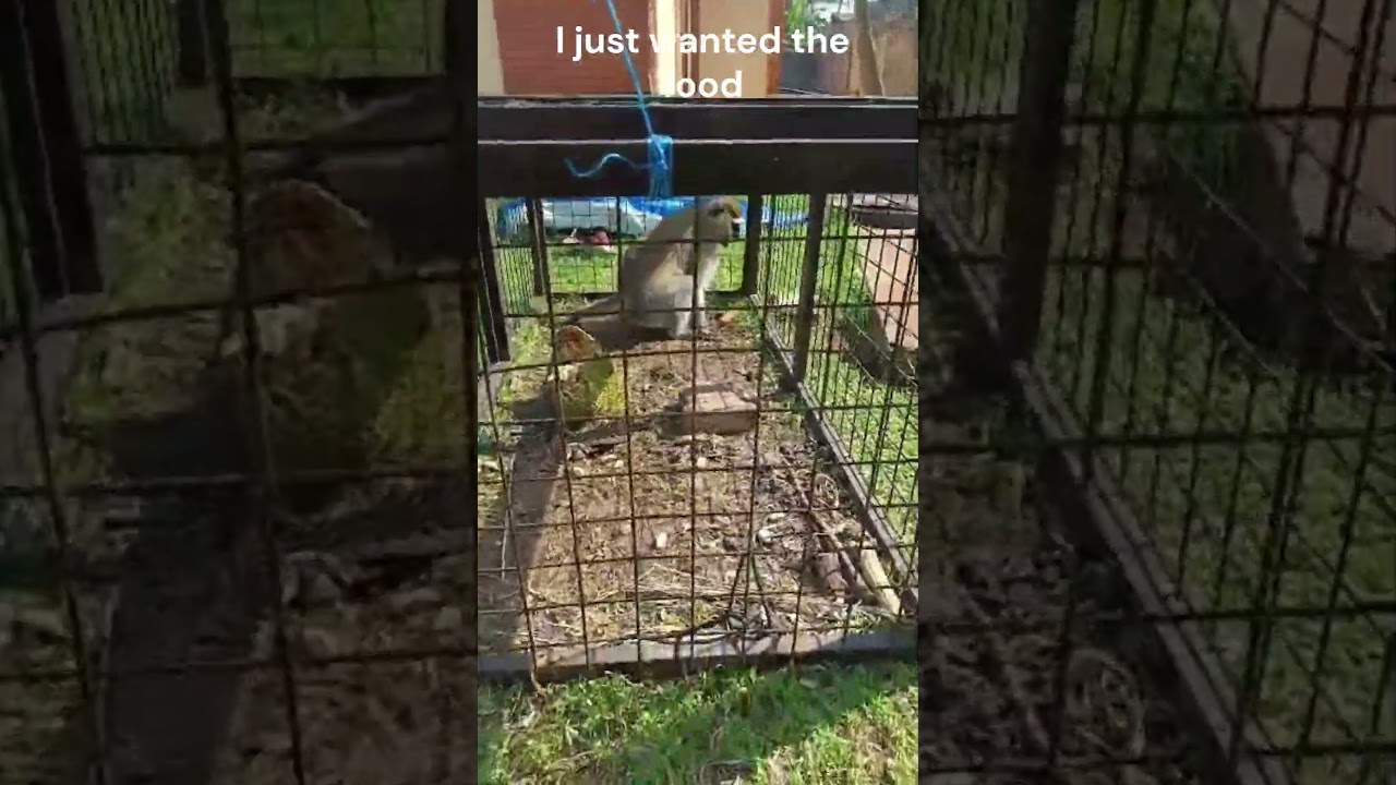Monkey vs Cage, the trapped monkey seems to be pleading to be released #monkey #wildlife
