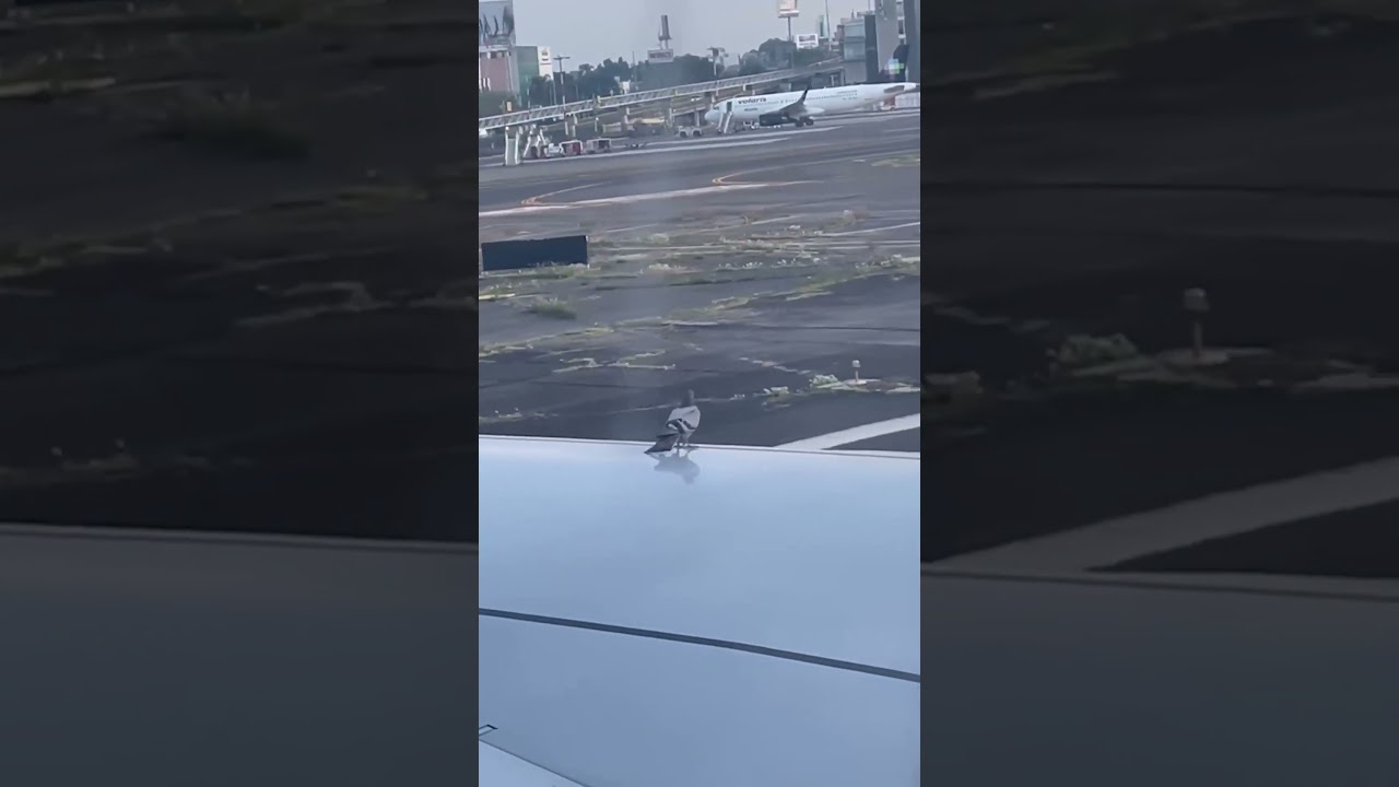Pigeon Goes For A Plane Ride!